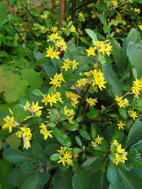 Corokia cotoneaster fleur